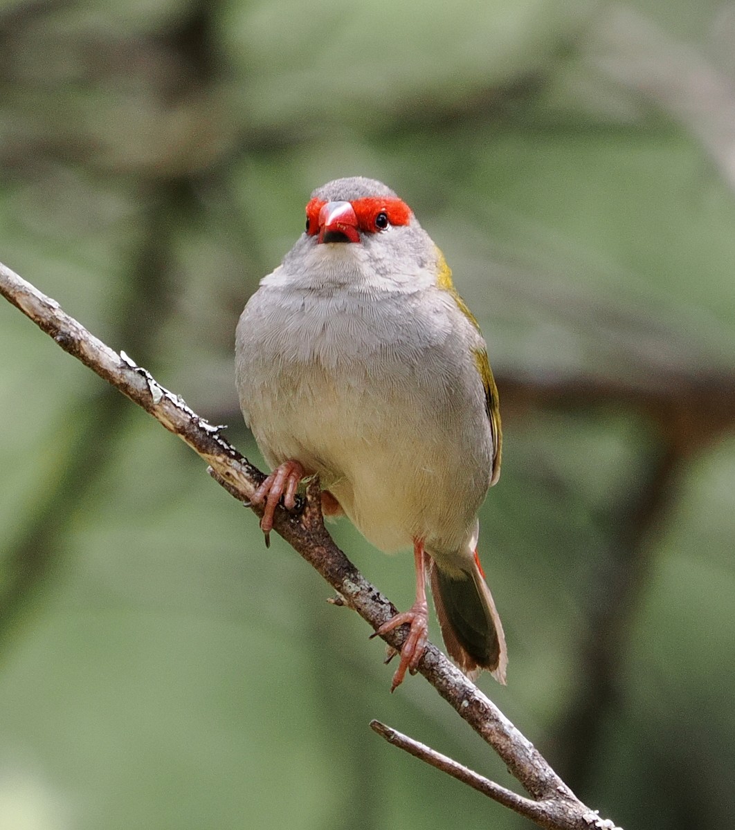 Red-browed Firetail - ML644301155