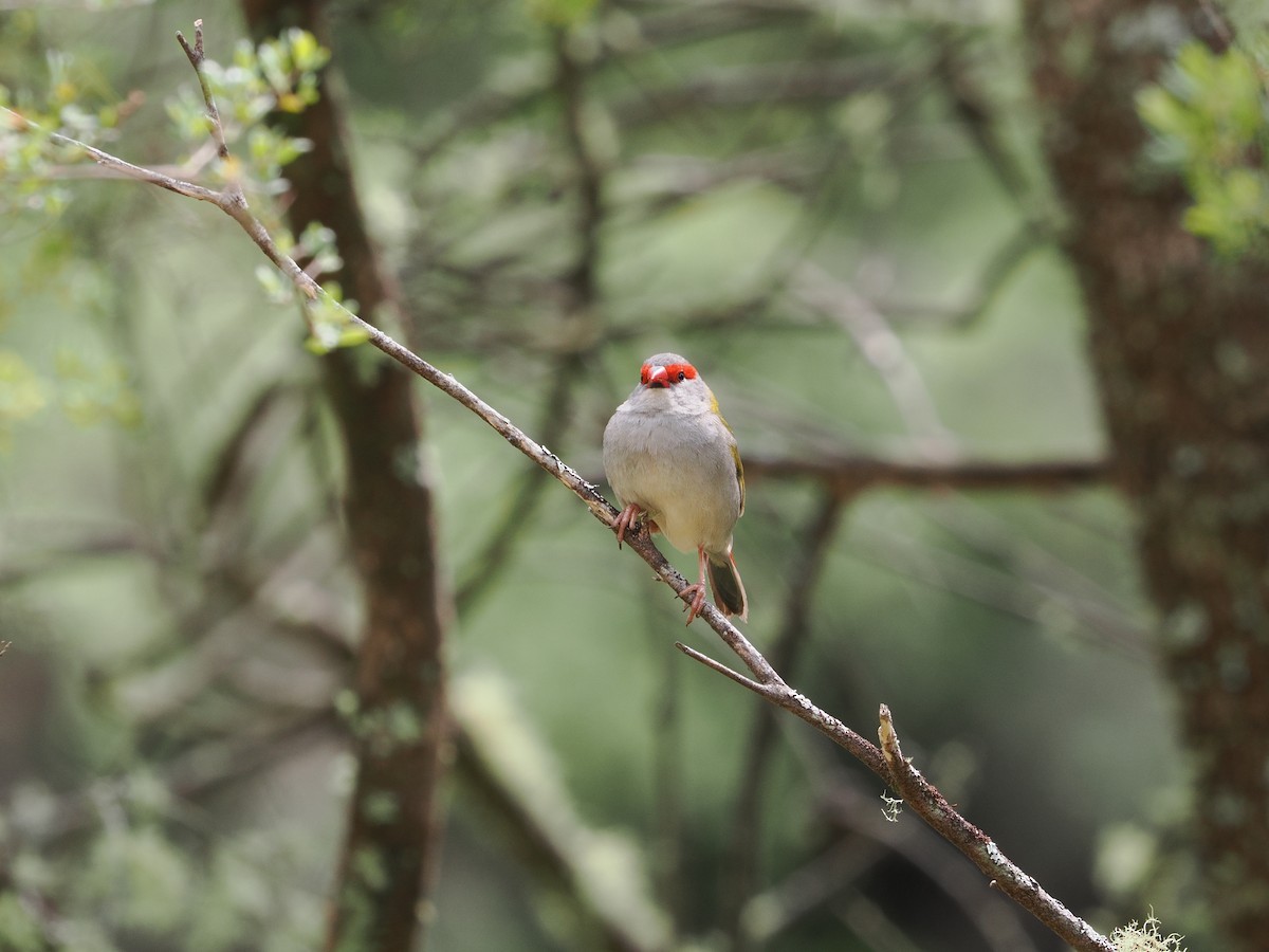 Red-browed Firetail - ML644301156