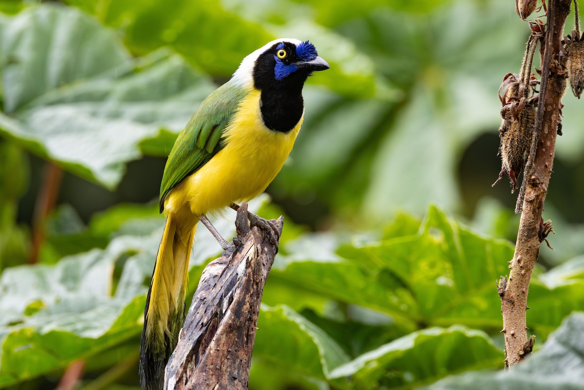 Green Jay (Inca) - ML644301157