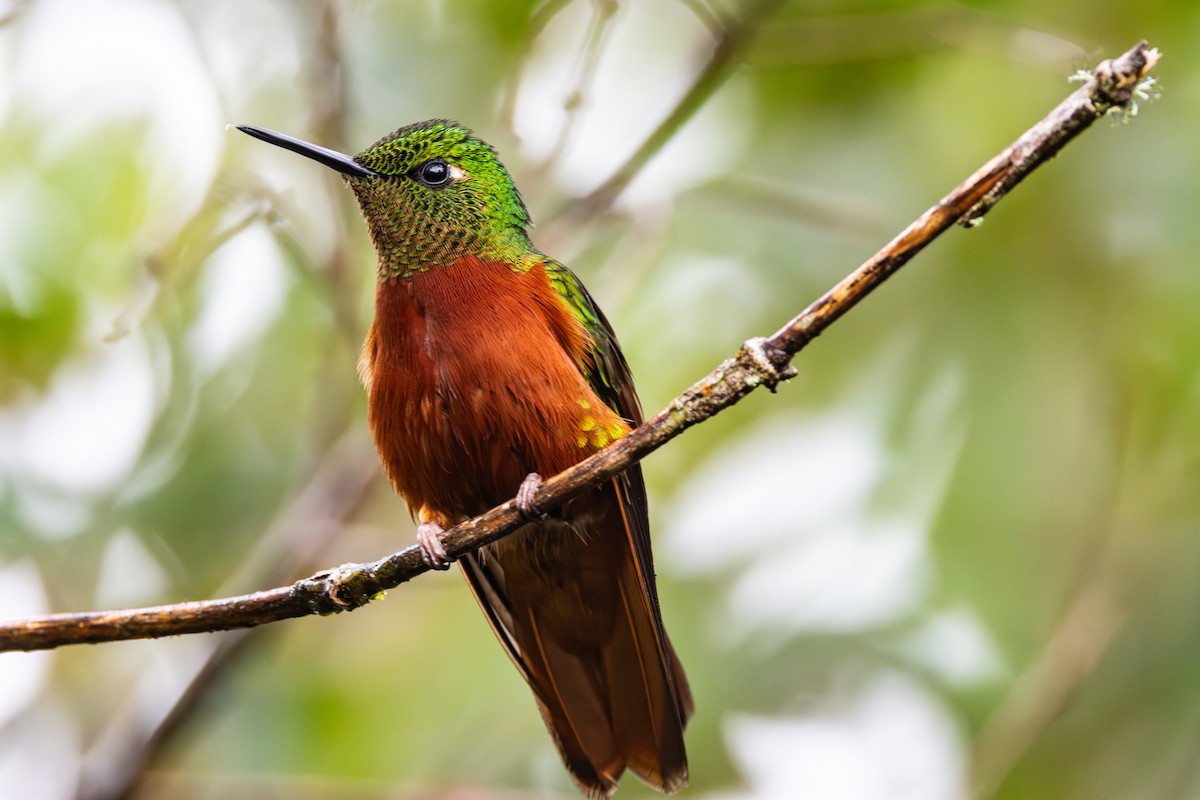 Chestnut-breasted Coronet - ML644301170