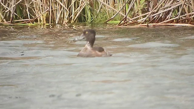 Ring-necked Duck - ML644301175