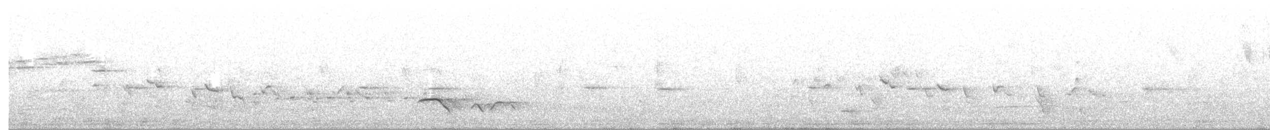 タスマニアヒタキ - ML644301200