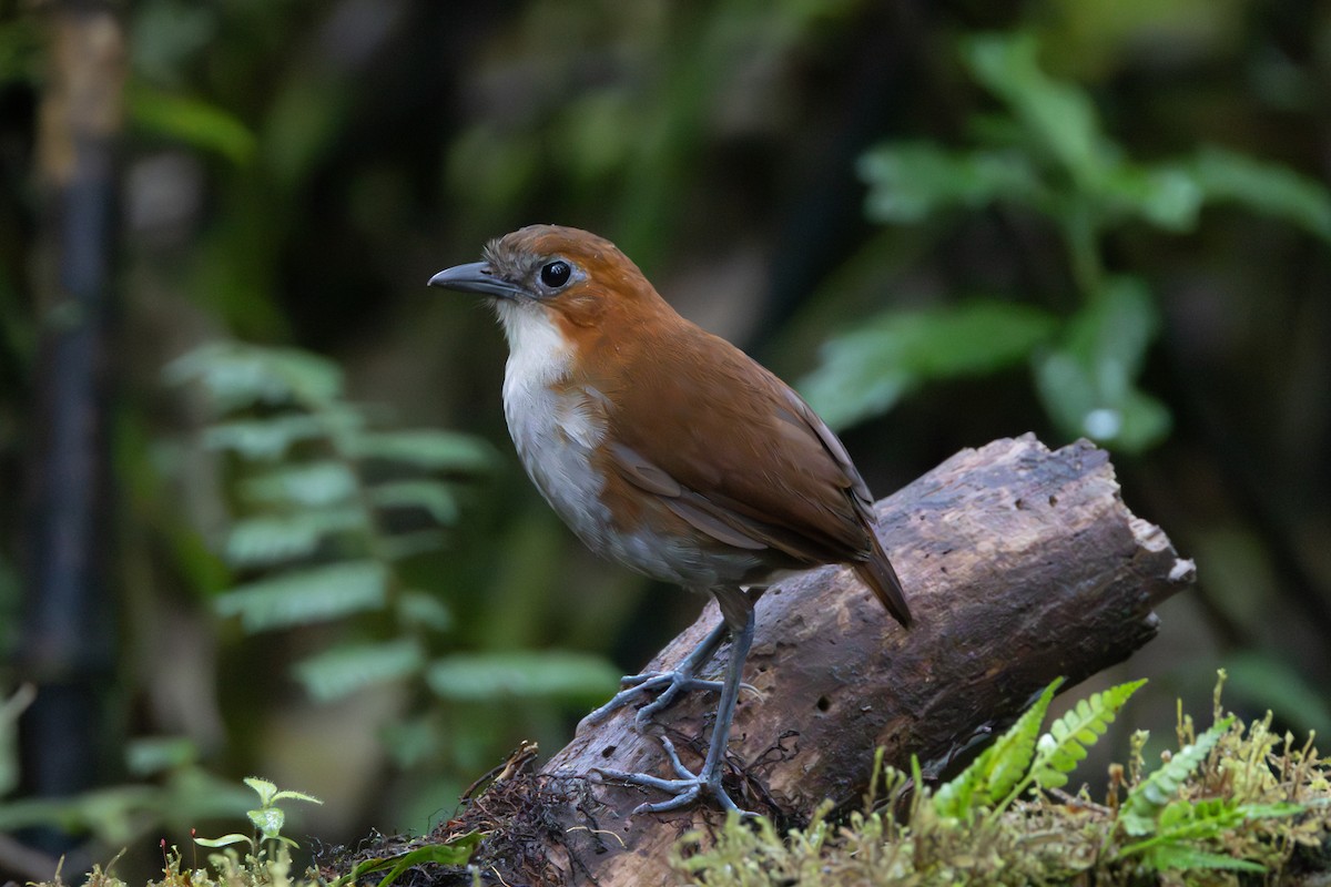 White-bellied Antpitta - ML644301205