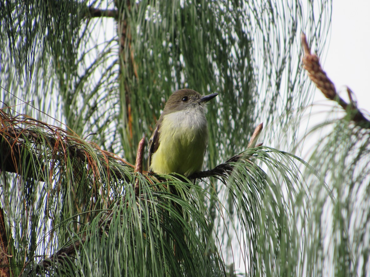 Pale-edged Flycatcher - ML644301207