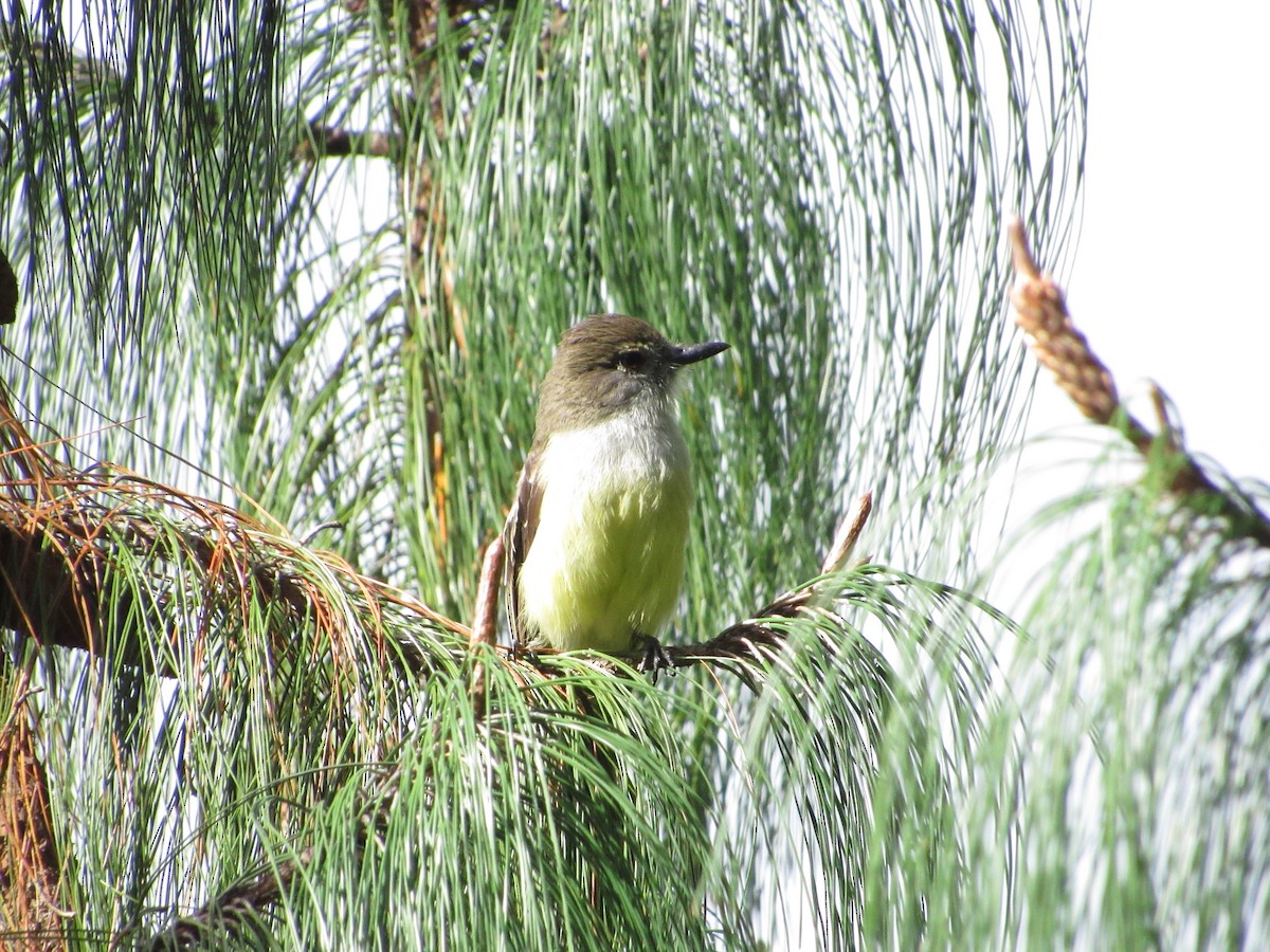 Pale-edged Flycatcher - ML644301208