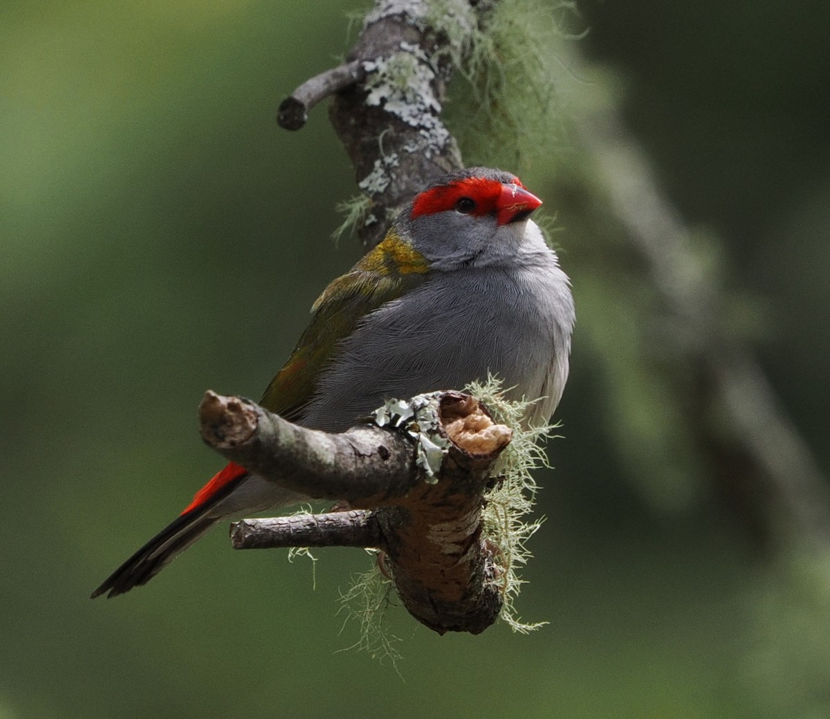 Red-browed Firetail - ML644301216