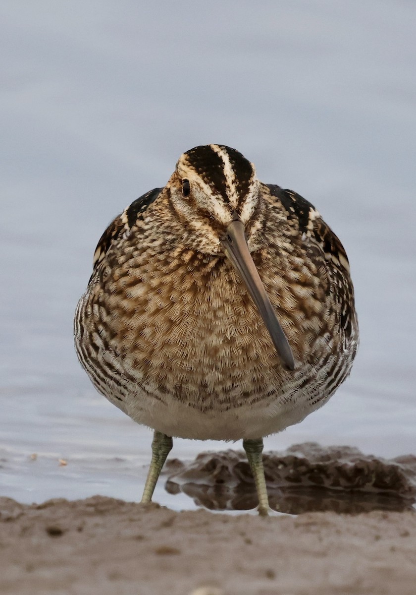 Wilson Suçulluğu - ML644301221