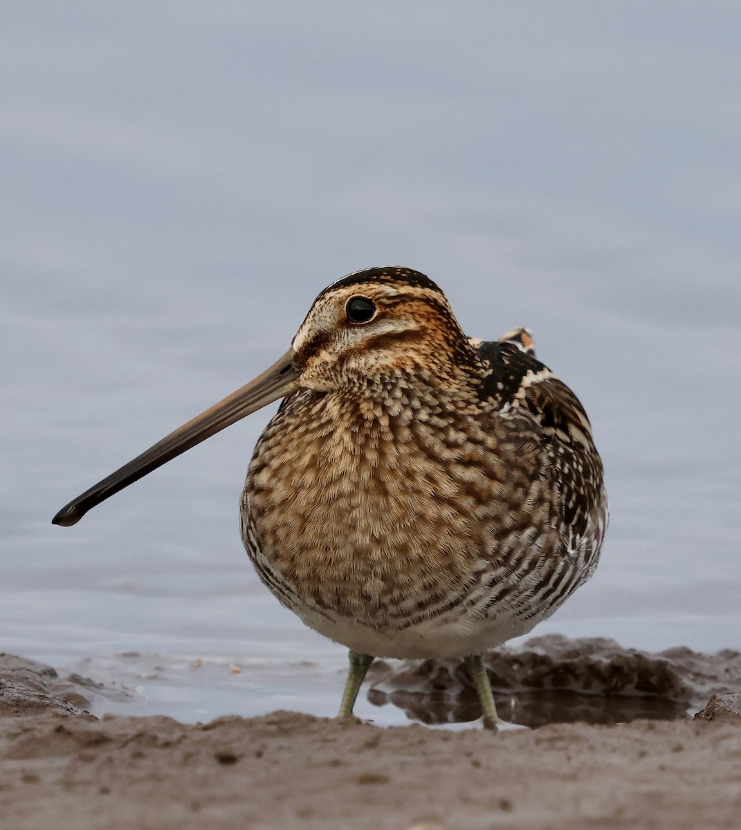 Wilson Suçulluğu - ML644301222