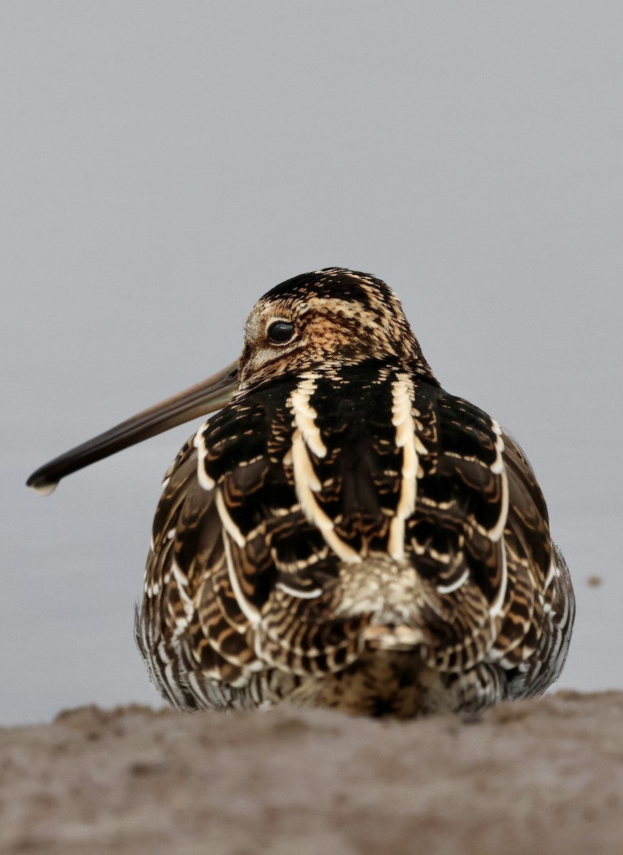 Wilson Suçulluğu - ML644301224