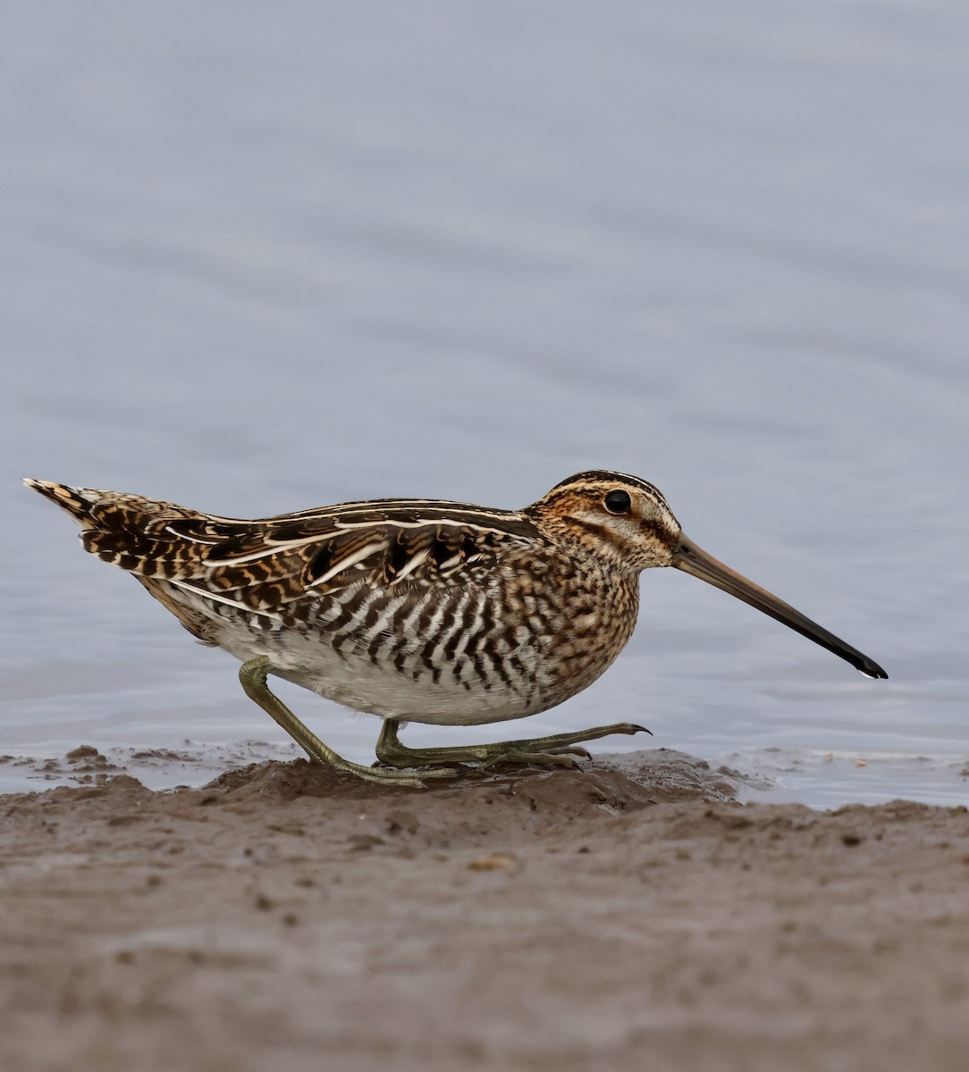 Wilson Suçulluğu - ML644301225