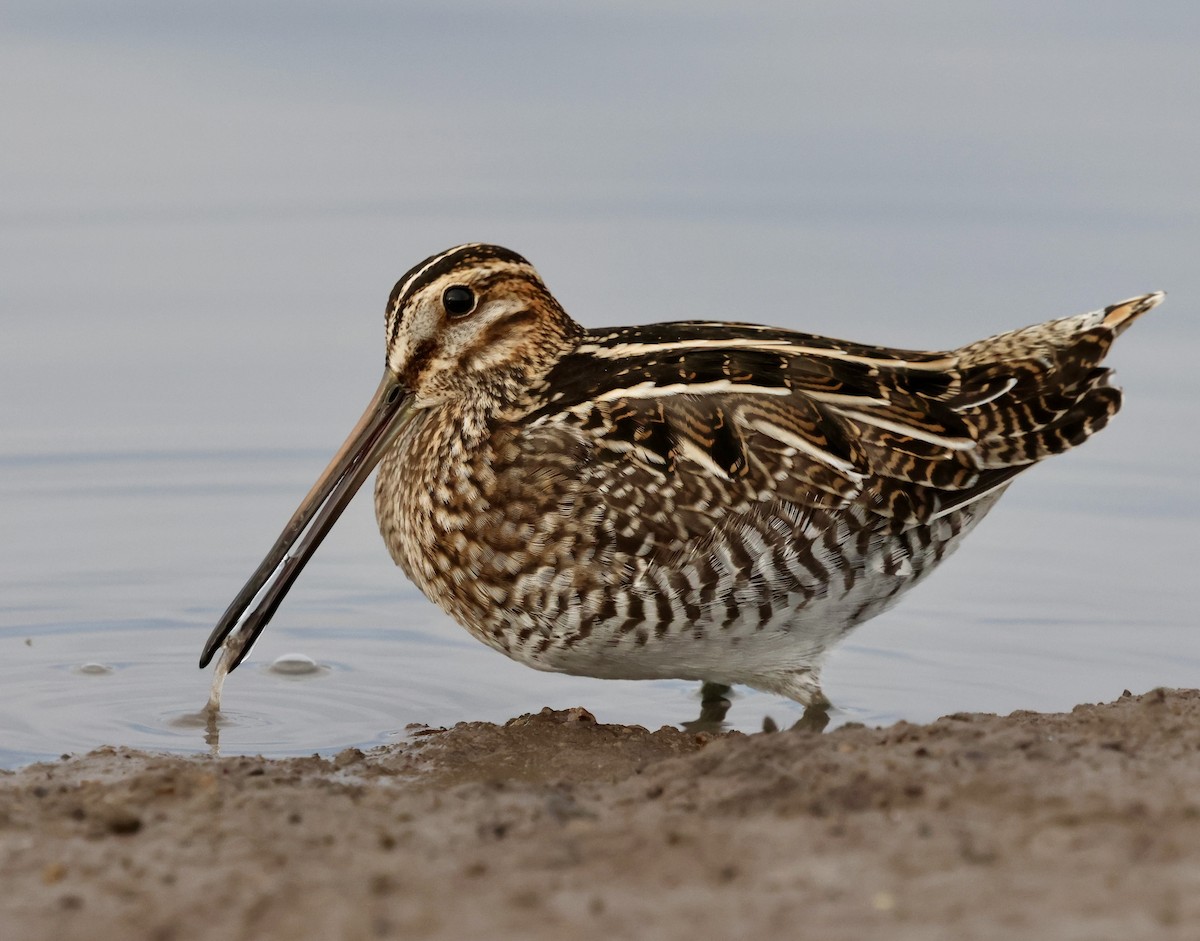 Wilson Suçulluğu - ML644301226