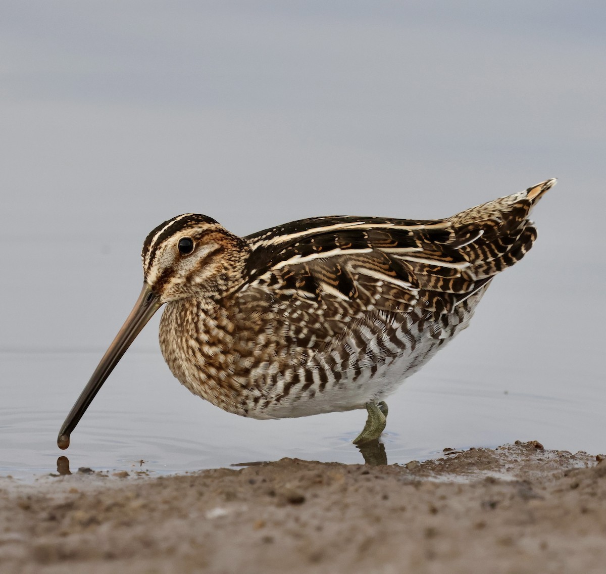 Wilson Suçulluğu - ML644301227