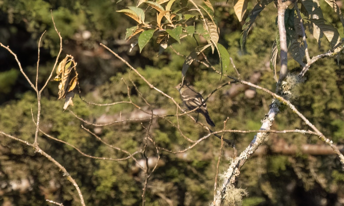 シラギクタイランチョウ - ML644301228