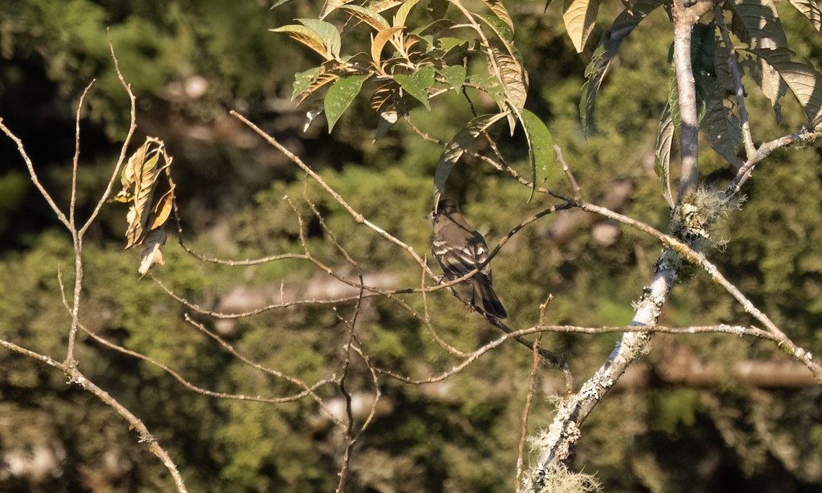 シラギクタイランチョウ - ML644301229