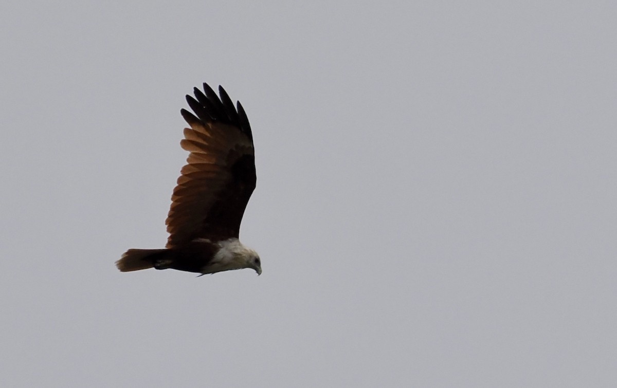 Brahminy Kite - ML644301230