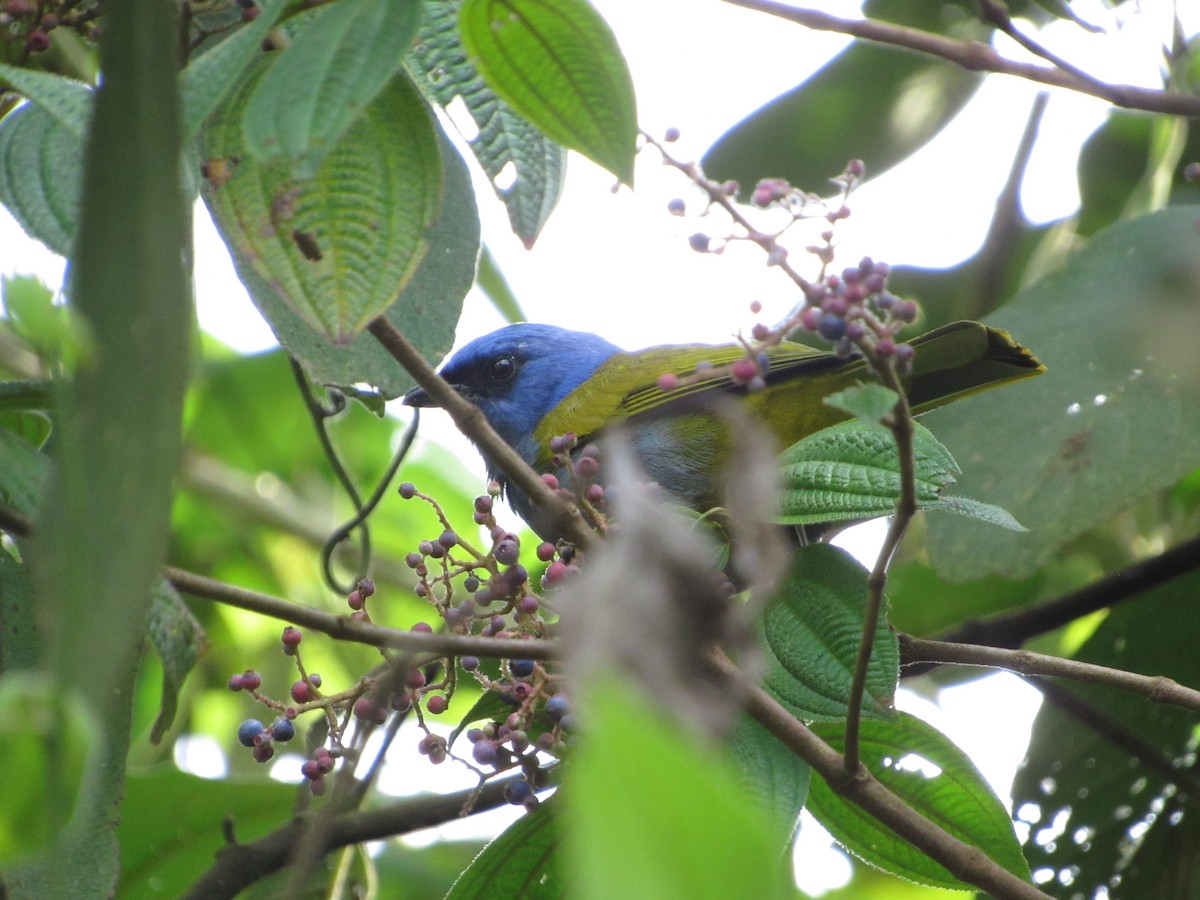 Blue-capped Tanager - ML644301231