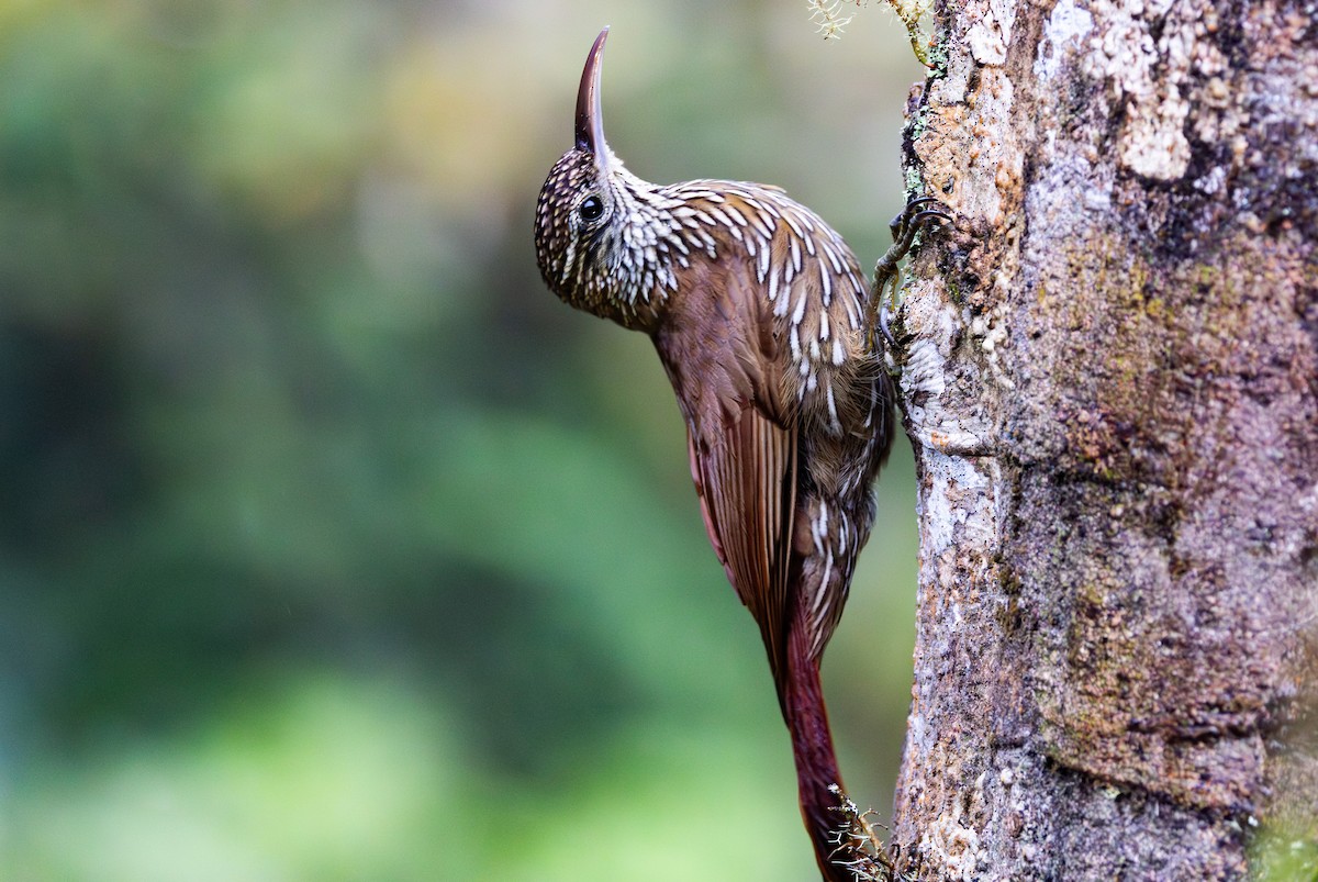 Montane Woodcreeper - ML644301232