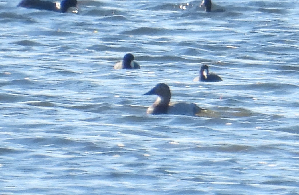 Fuligule à dos blanc - ML644301237