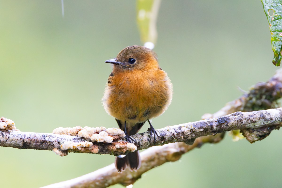 Cinnamon Flycatcher - ML644301239