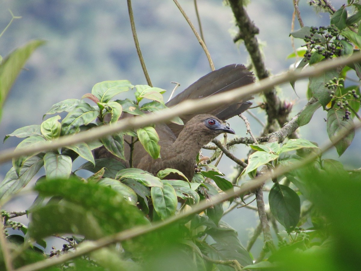 Sickle-winged Guan - ML644301244
