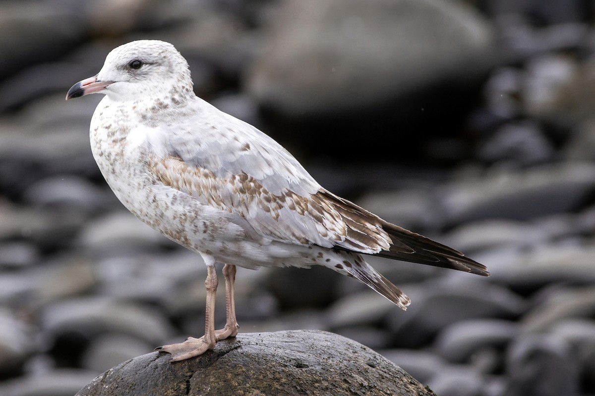 Ring-billed Gull - ML644301248