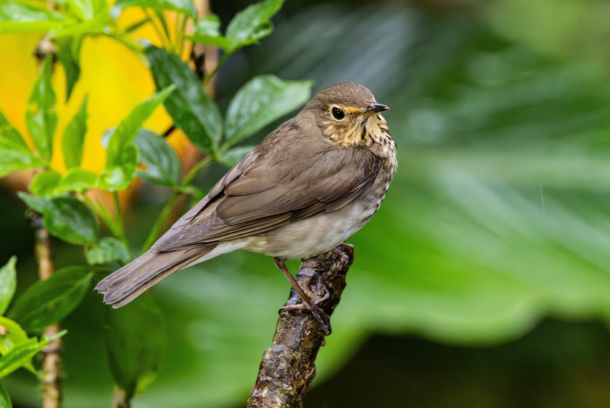 Swainson's Thrush - ML644301256