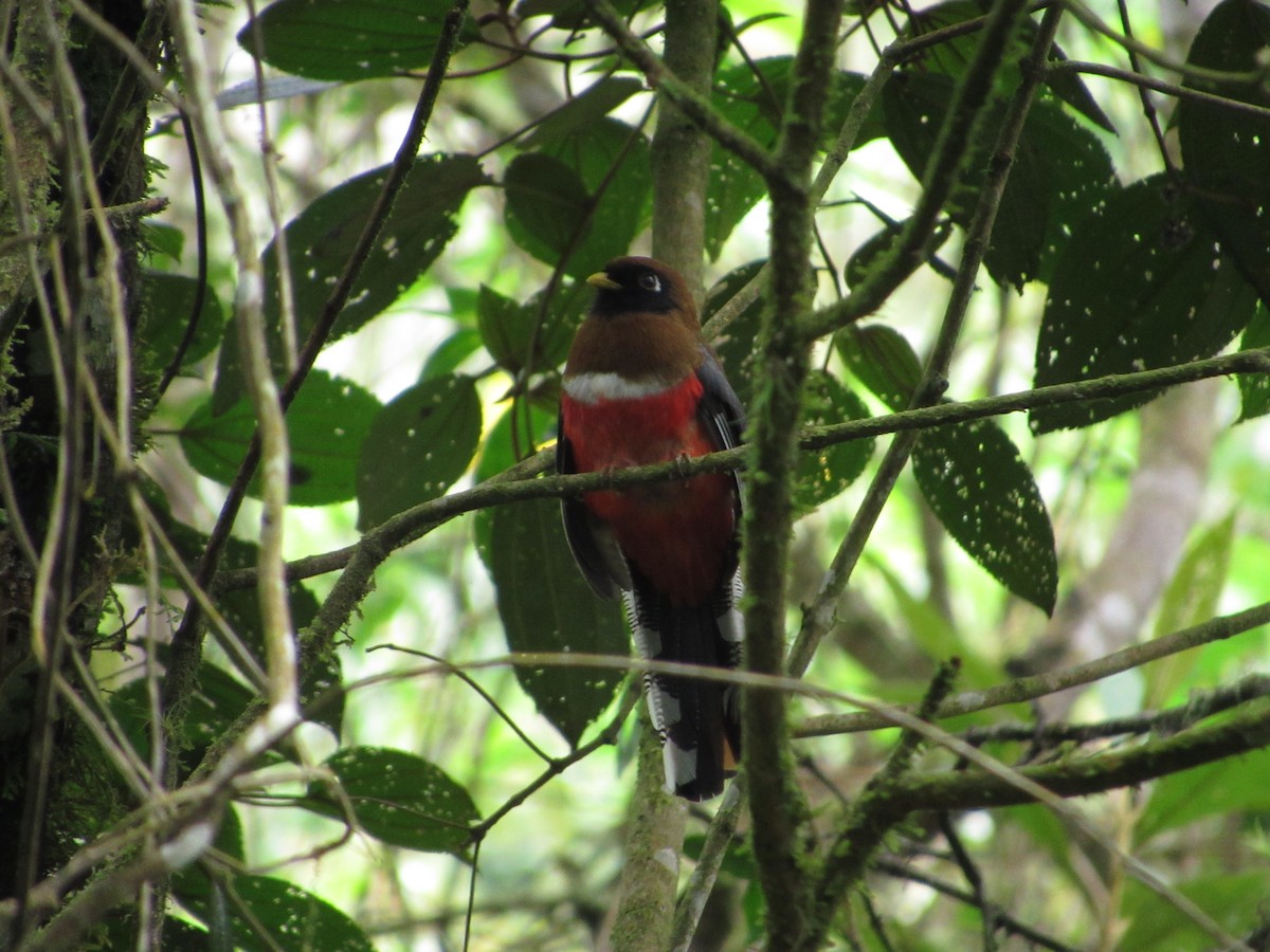 Trogon masqué - ML644301259