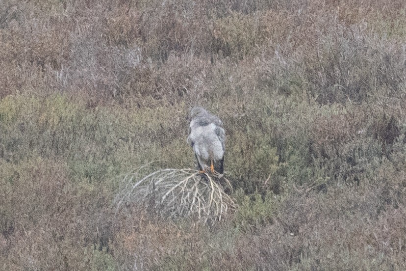 Лунь американський - ML644301267