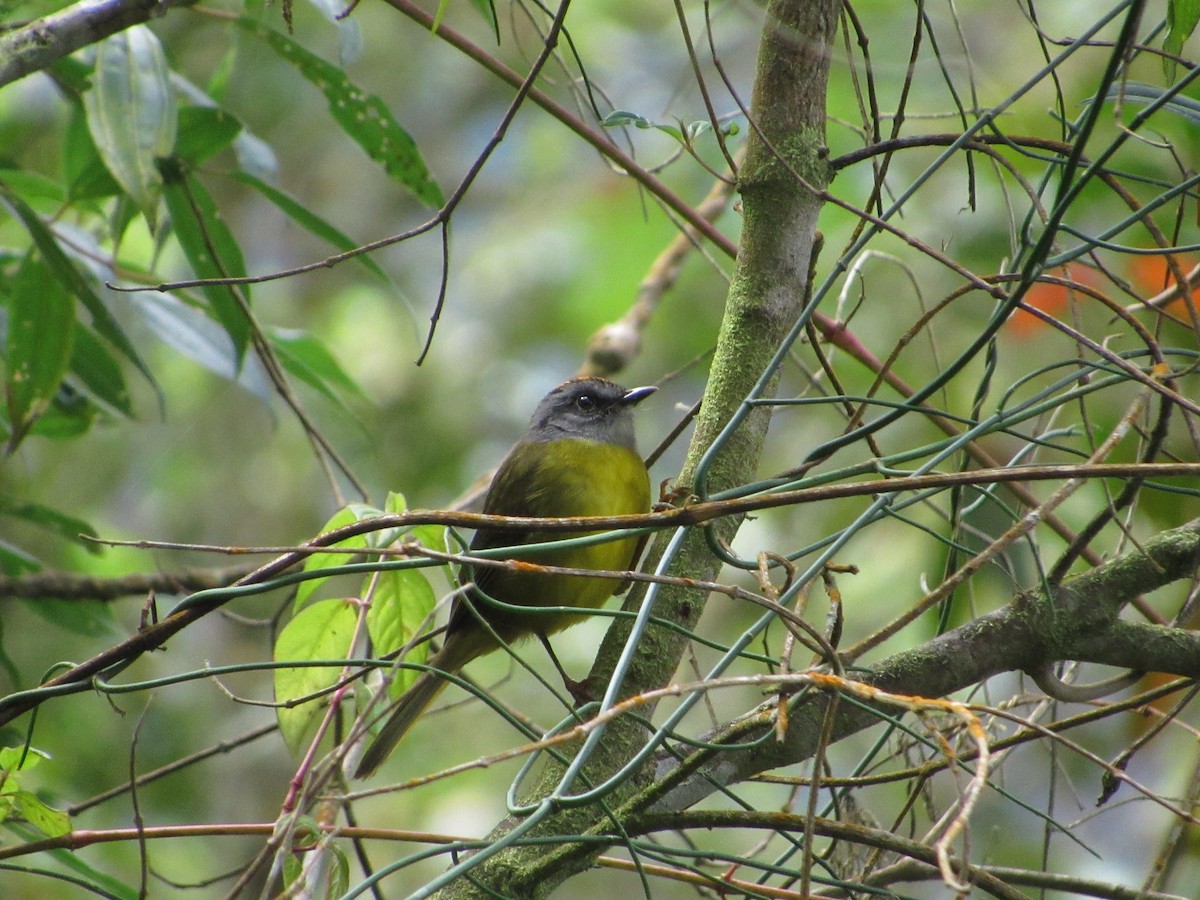 Paruline à diadème - ML644301268