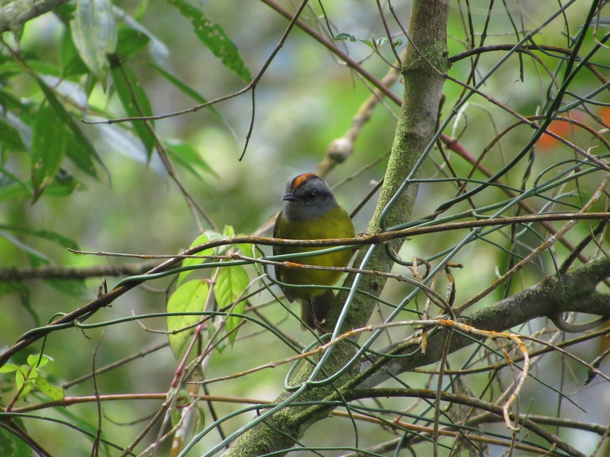 Paruline à diadème - ML644301269