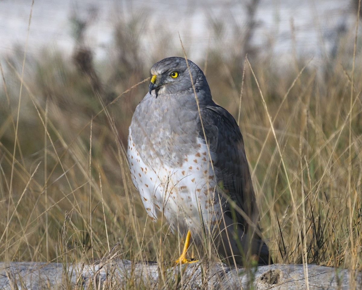 Лунь американський - ML644301279