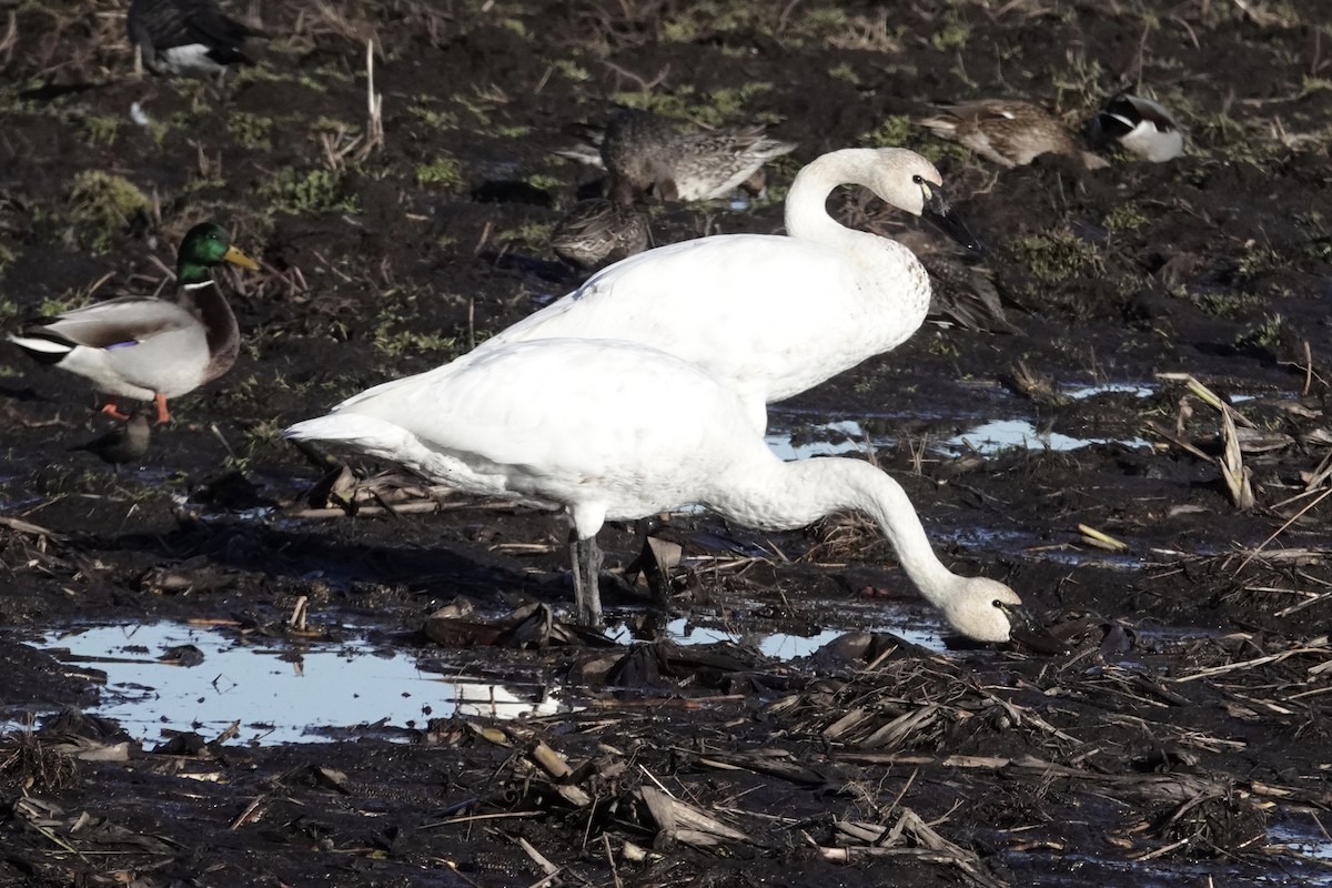 Tundra Swan - ML644301287