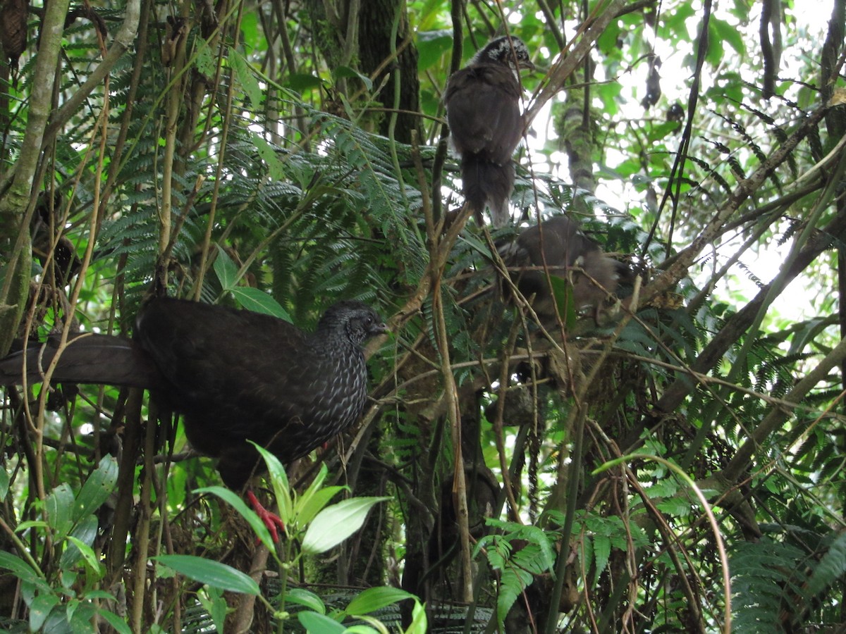 andeshokko - ML644301289