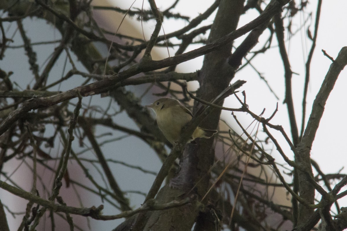 Northern/Mangrove Yellow Warbler - ML644301294