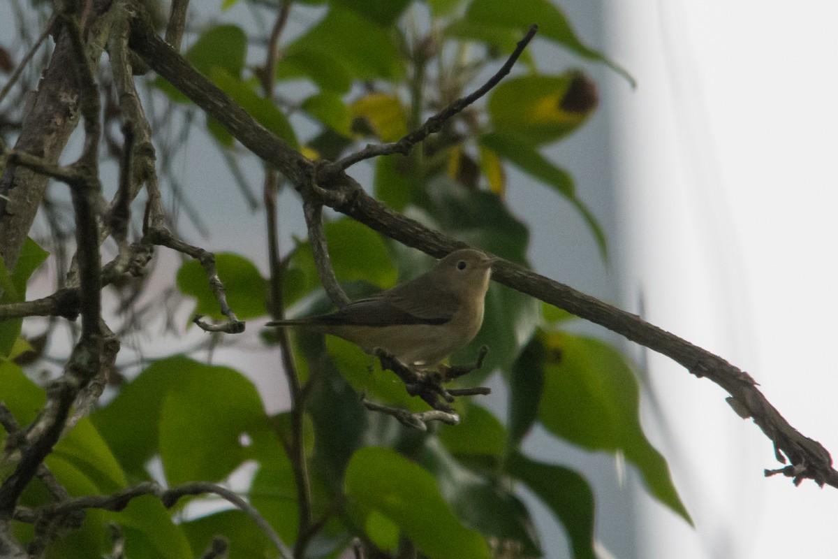 Northern/Mangrove Yellow Warbler - ML644301295