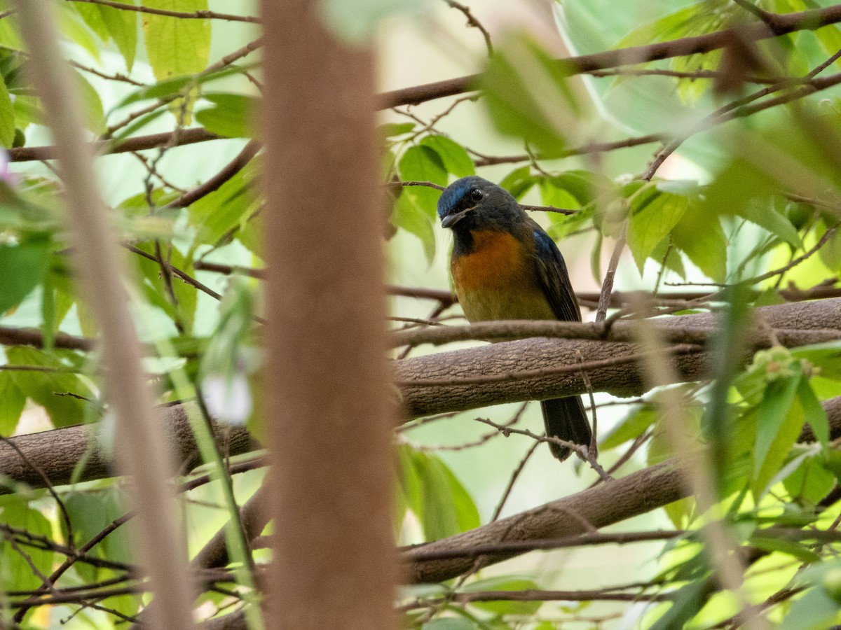 Chinese Blue Flycatcher - ML644301301