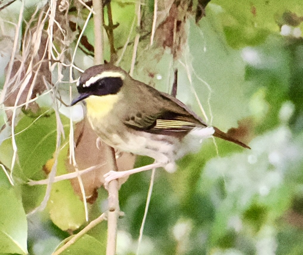 Yellow-throated Scrubwren - ML644301303