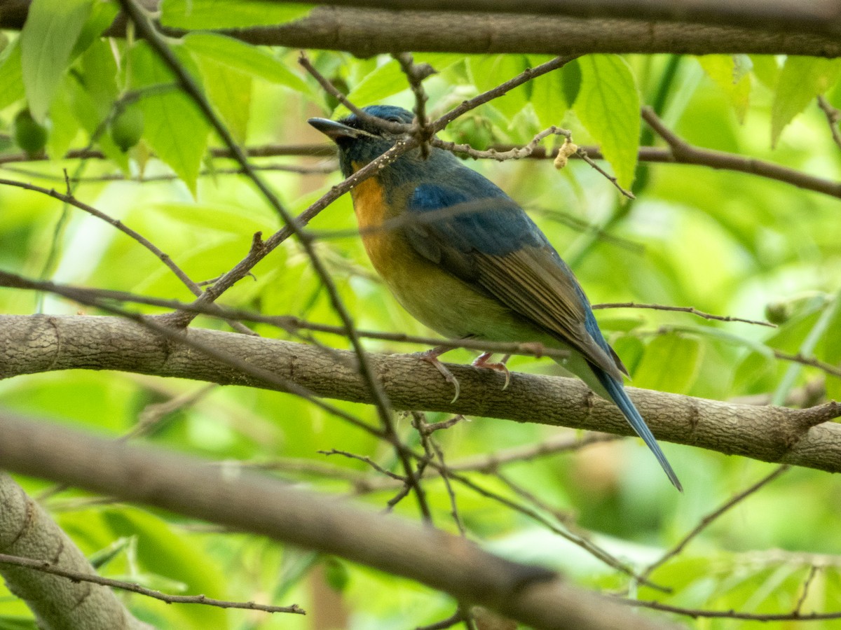 Chinese Blue Flycatcher - ML644301308