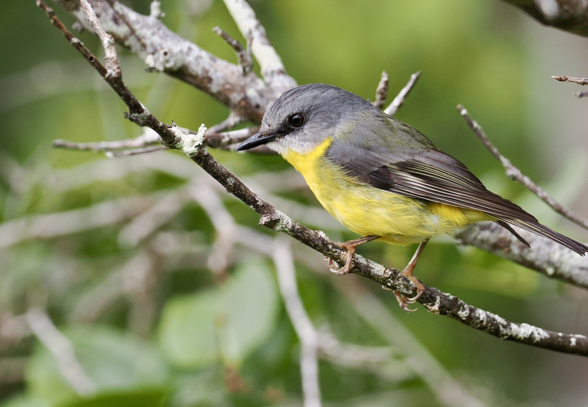 Eastern Yellow Robin - ML644301311
