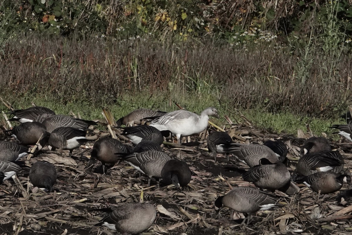 Snow Goose - ML644301313