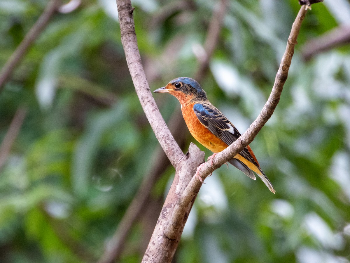 White-throated Rock-Thrush - ML644301314