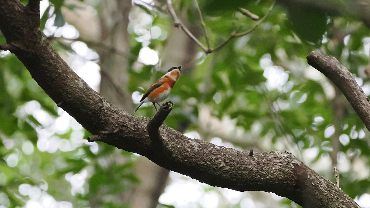 ムナグロセワタビタキ - ML644301319