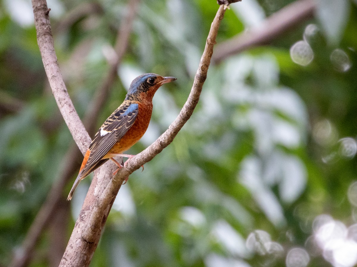 White-throated Rock-Thrush - ML644301320