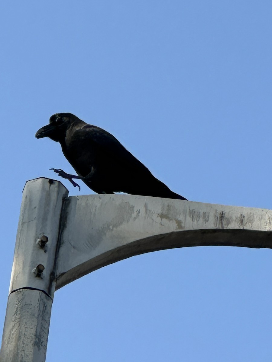 Ворона великодзьоба - ML644301325