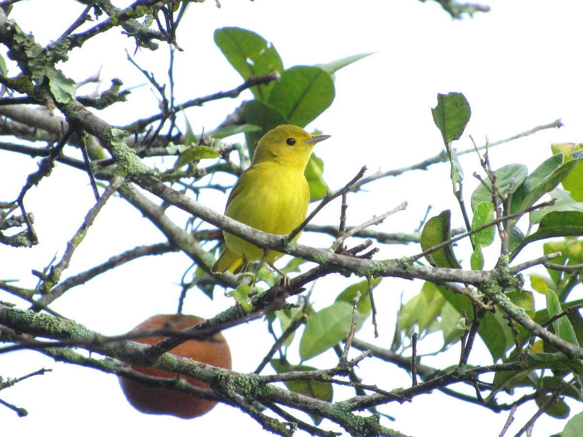 Northern Yellow Warbler - ML644301326