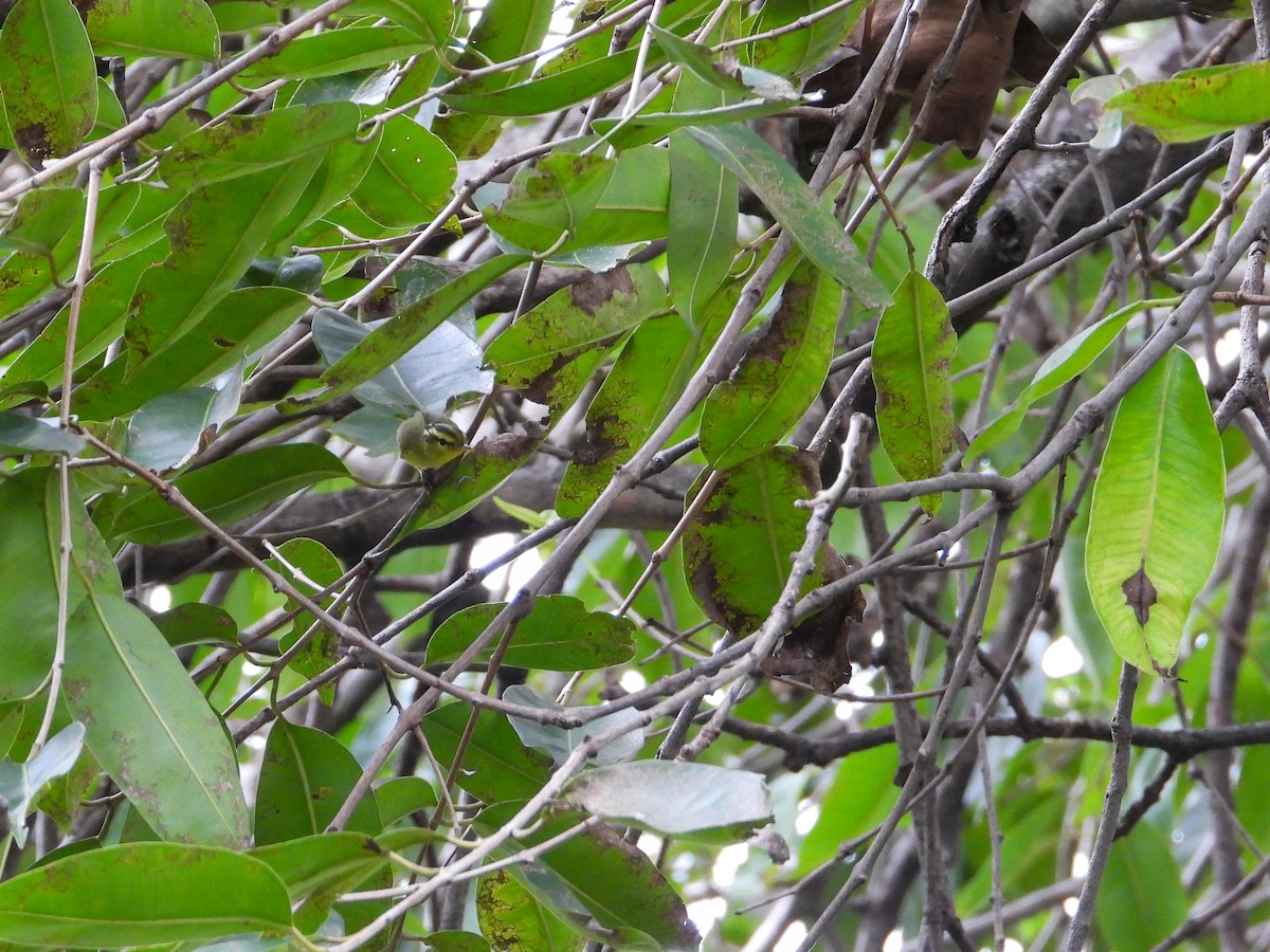 Sulphur-breasted Warbler - ML644301331