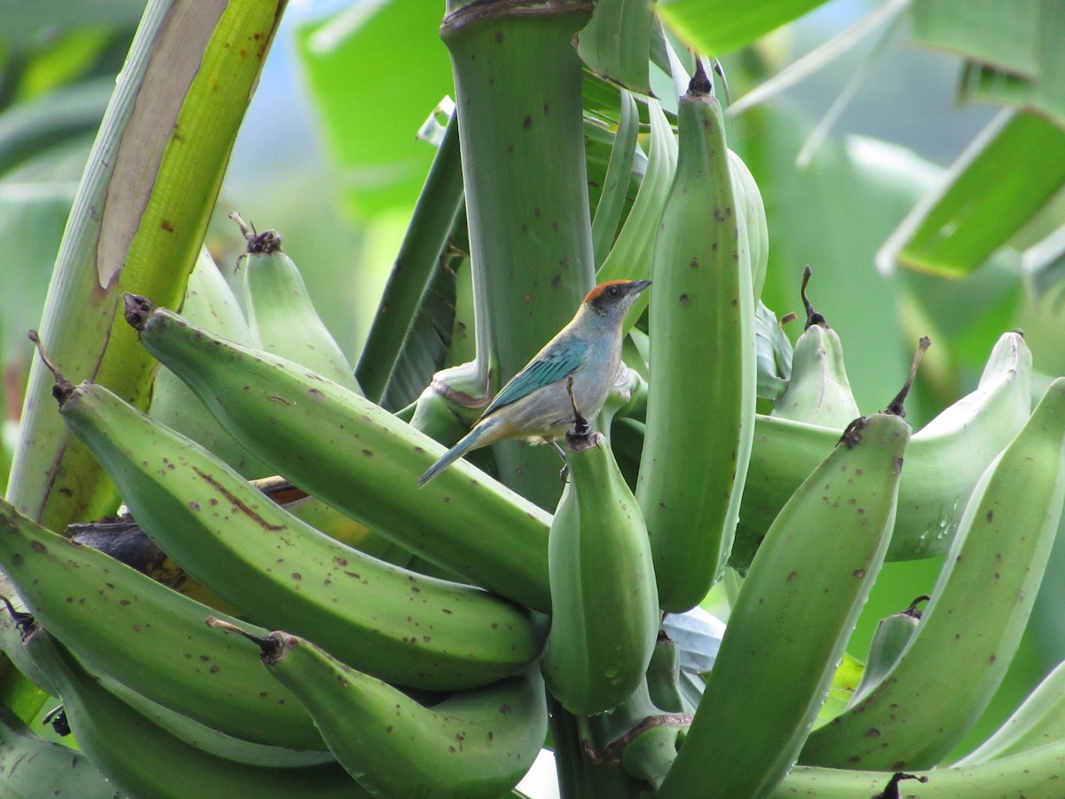 Scrub Tanager - ML644301341