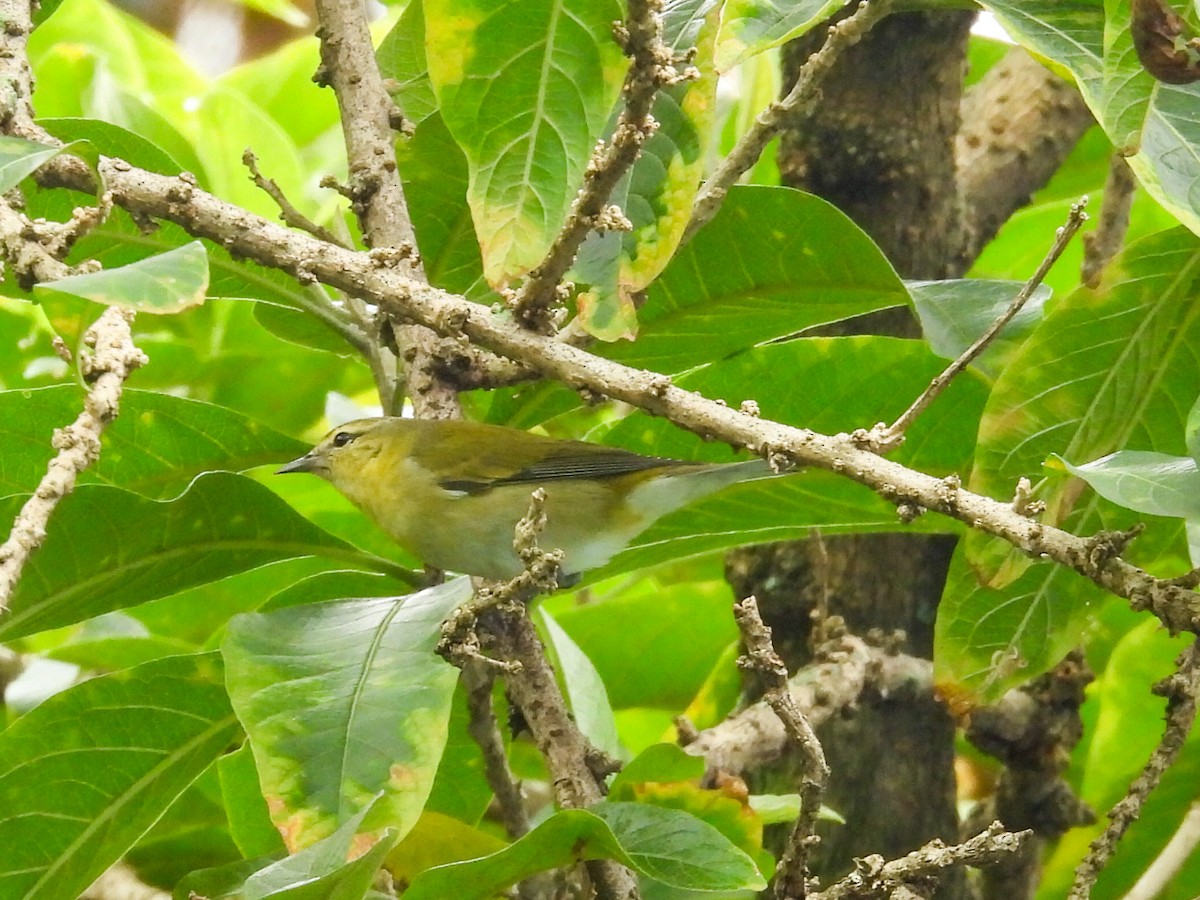 Tennessee Warbler - ML644301345