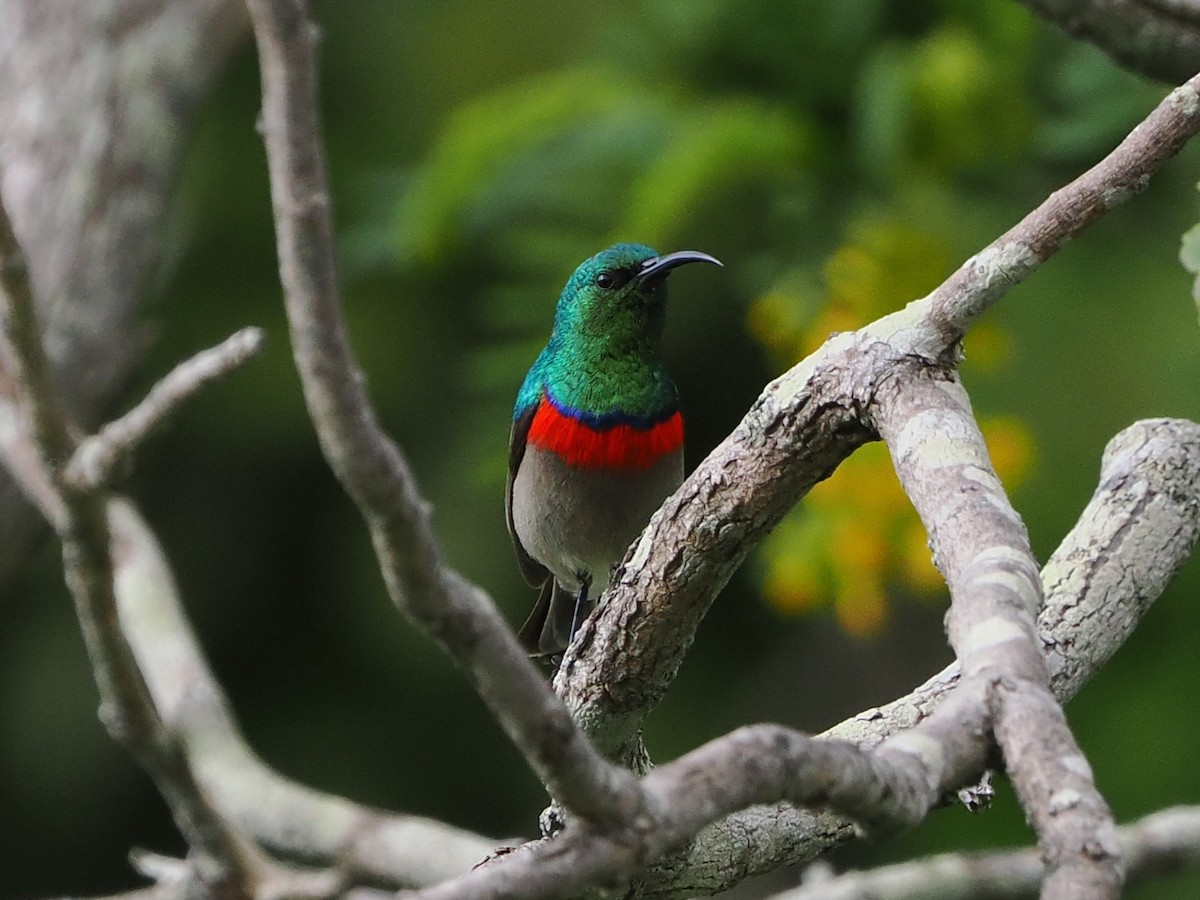 Southern Double-collared Sunbird - ML644301347