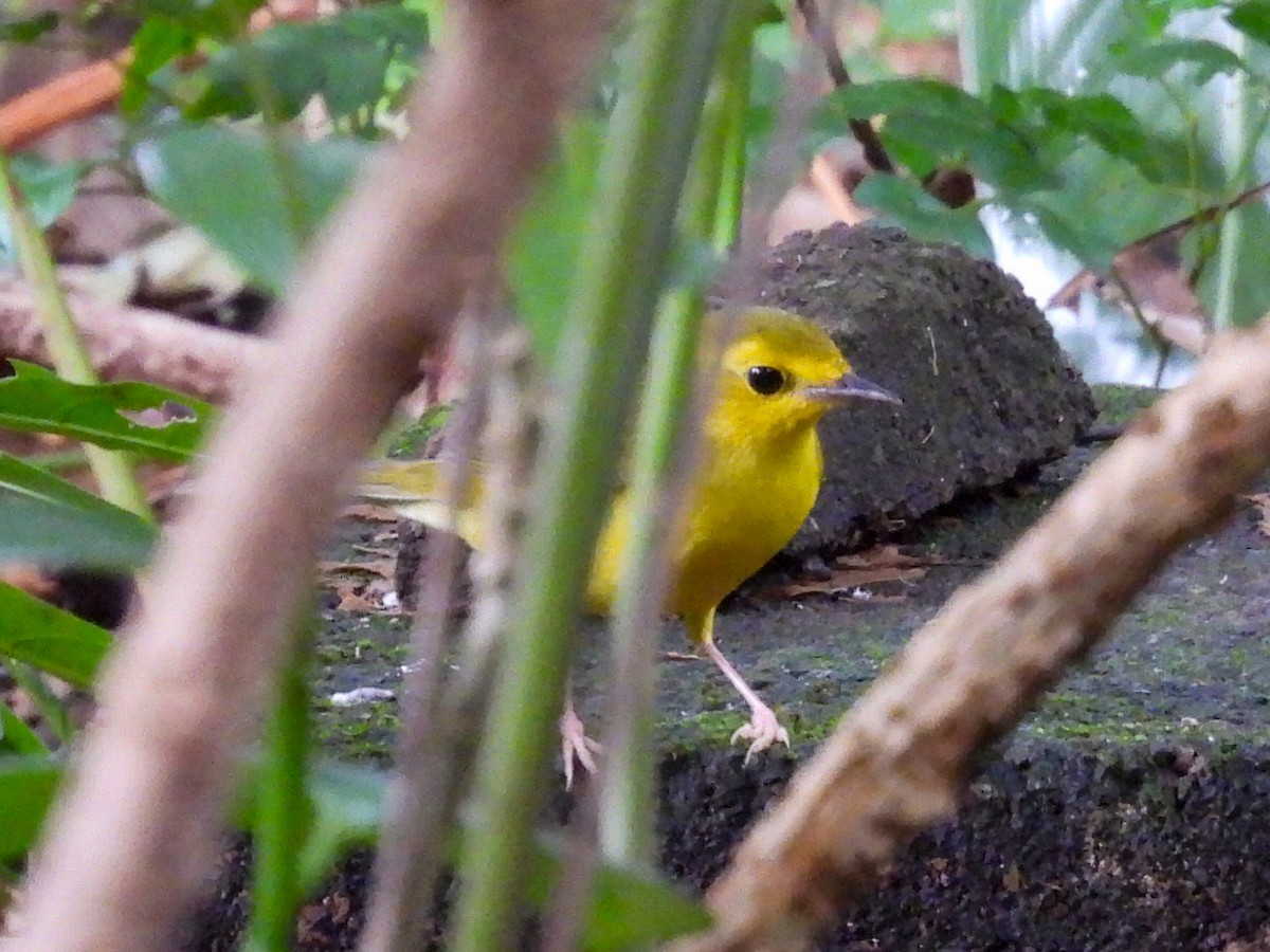 Болотянка чорногорла - ML644301353